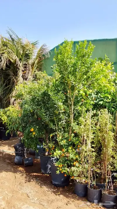 أشجار للبيع الرياض المزاحميه جو ديراب index