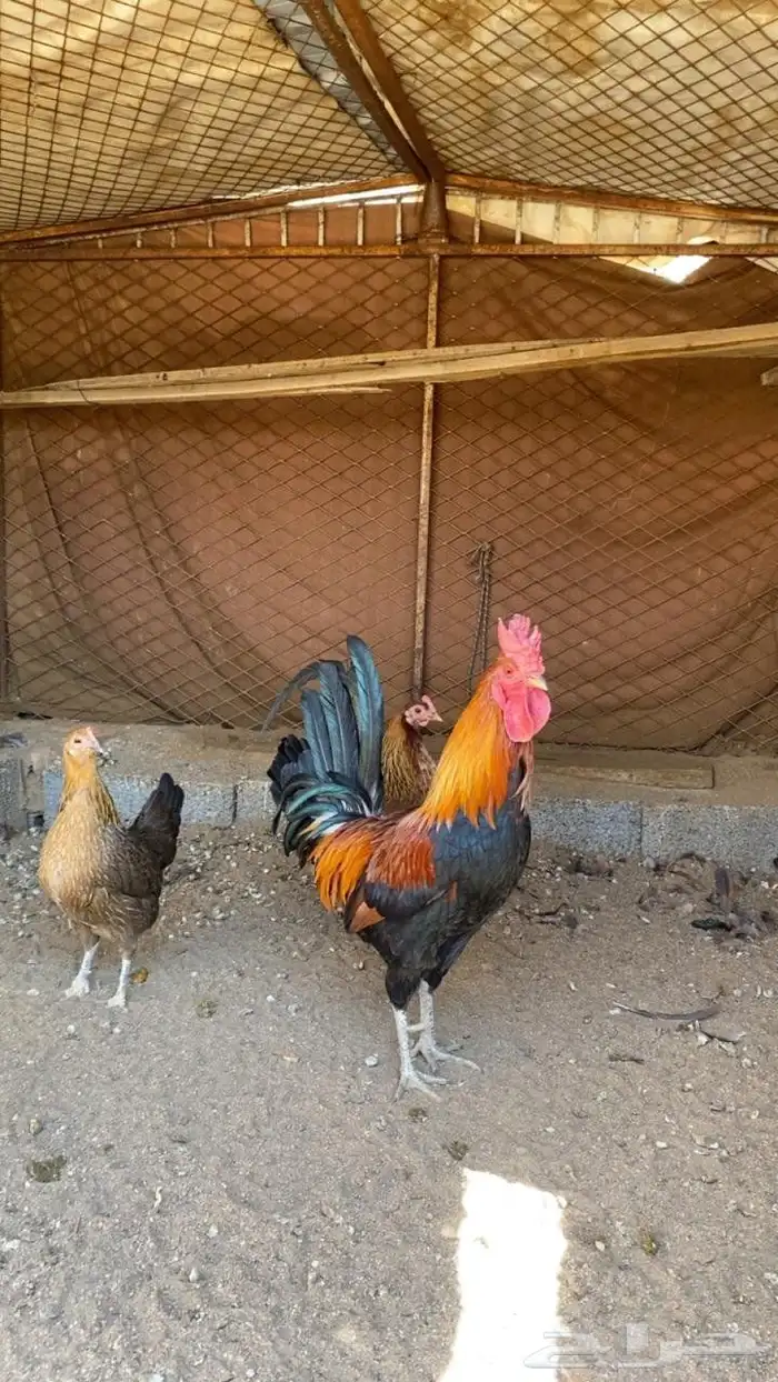 دجاج عربي اصيل 7