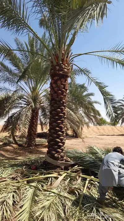 نخل مثمر واشنطن index