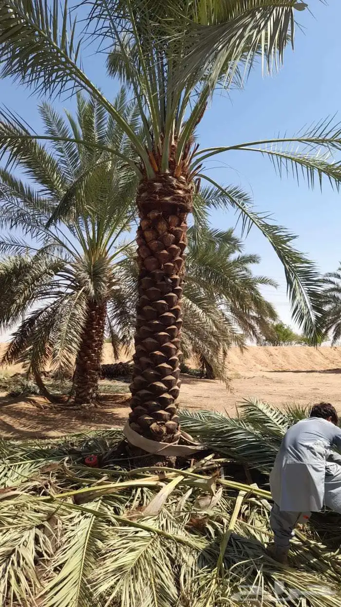 نخل مثمر واشنطن 4