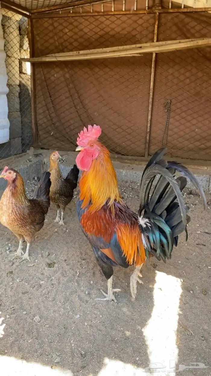دجاج عربي اصيل 3