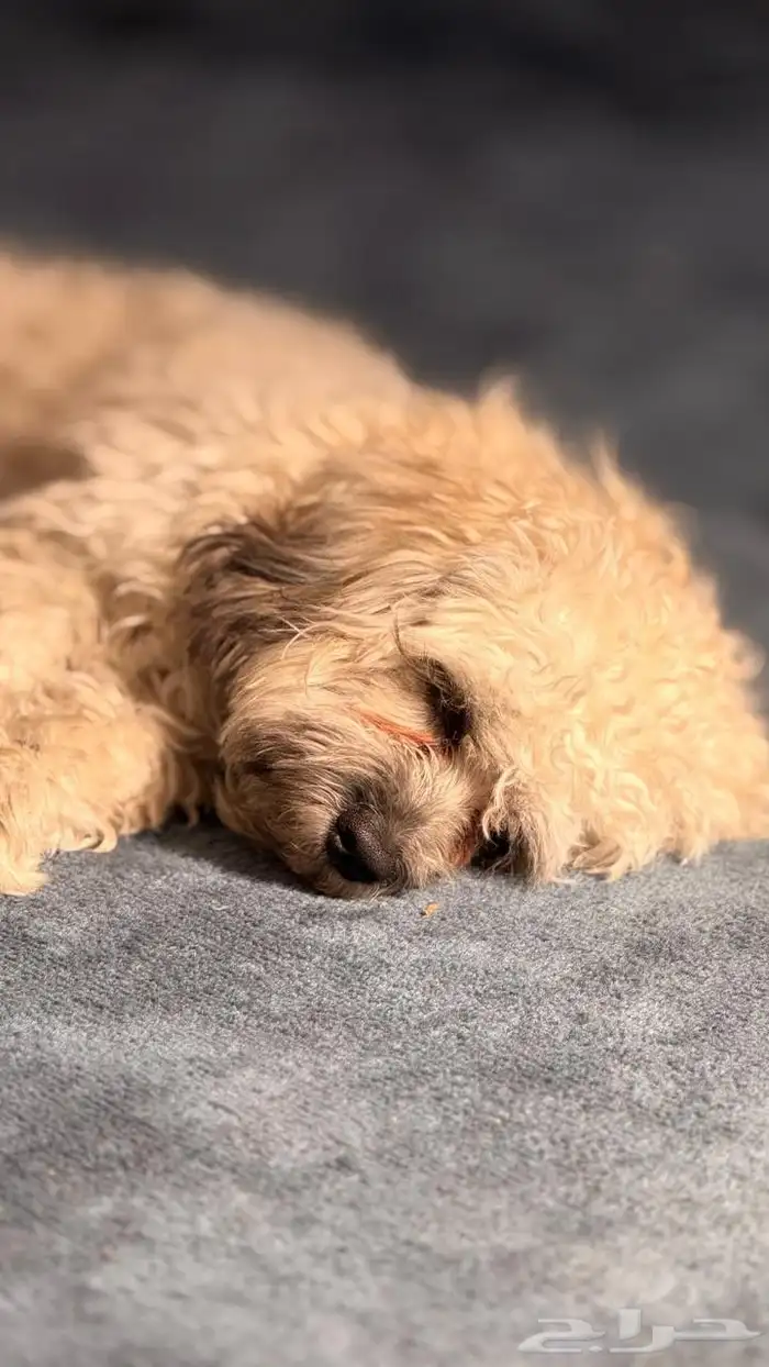 كلب مالتيبو 1