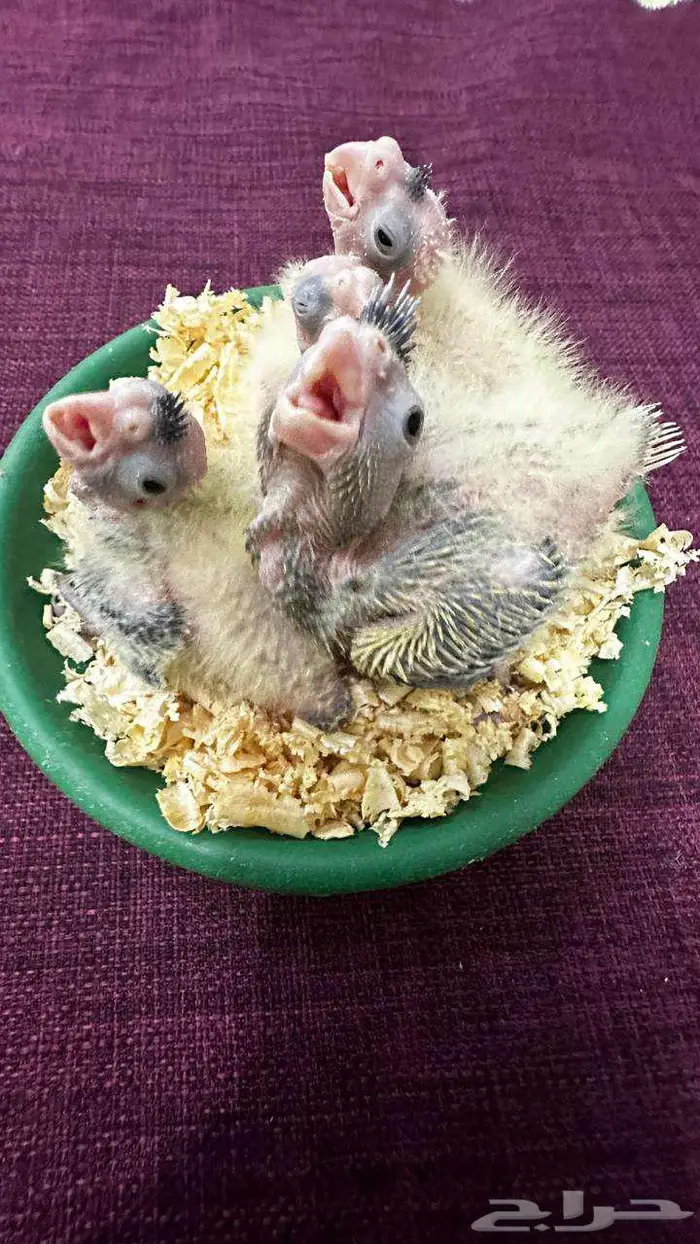 فروخ كوكتيل 0