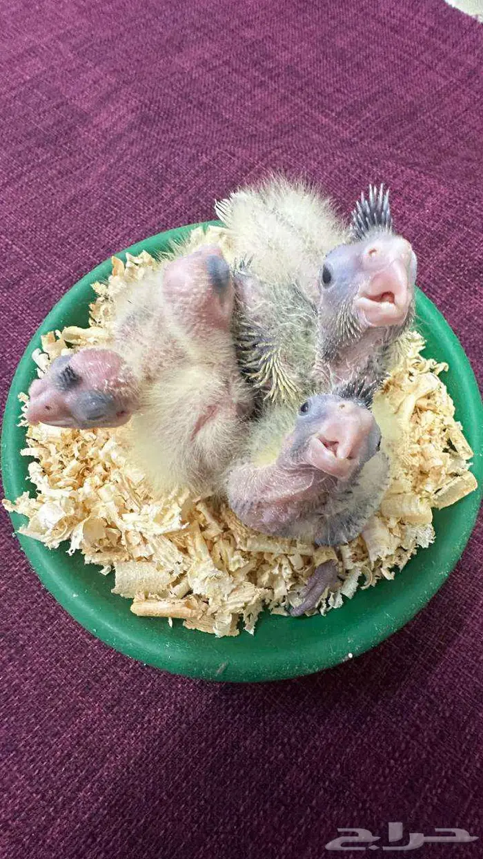 فروخ كوكتيل 1