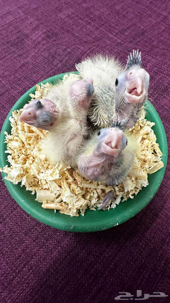 فروخ كوكتيل 3