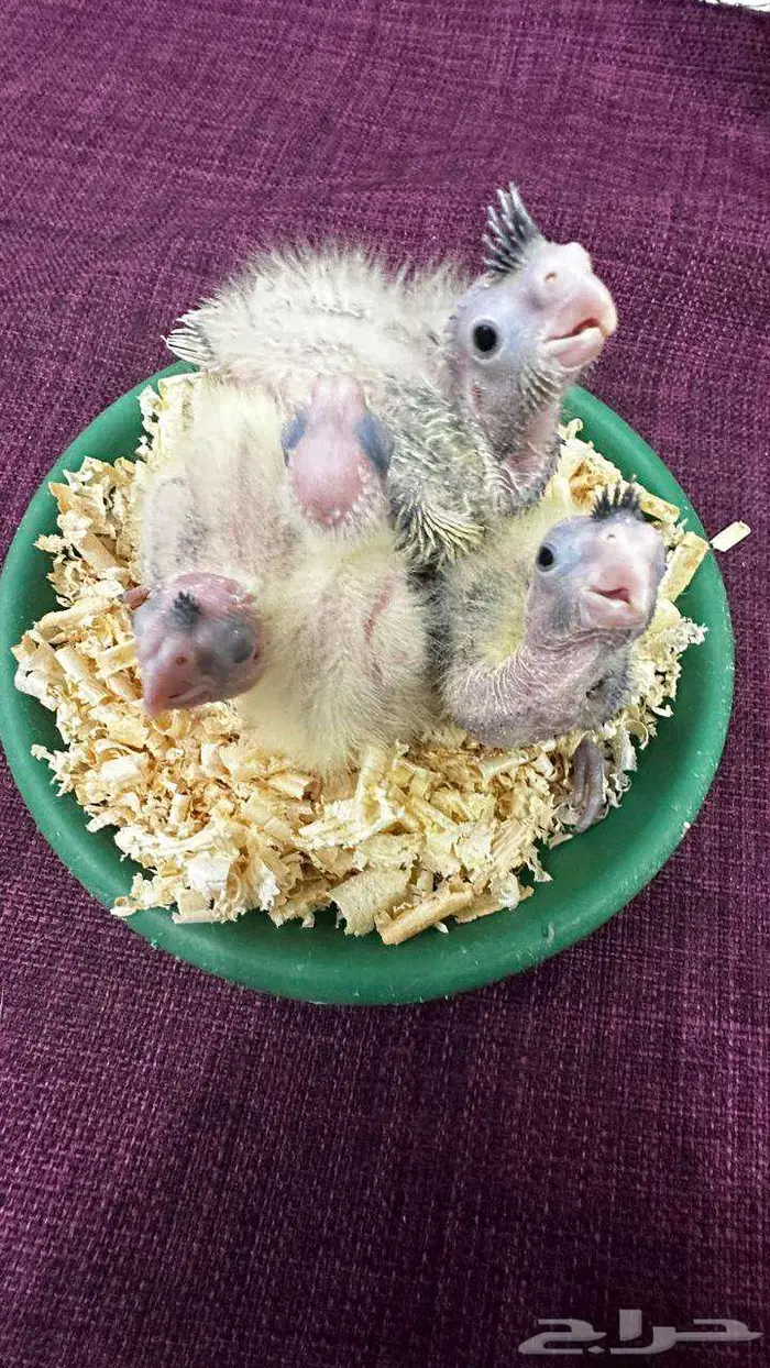 فروخ كوكتيل 2