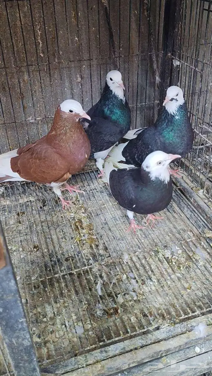 حمام الدونك 0