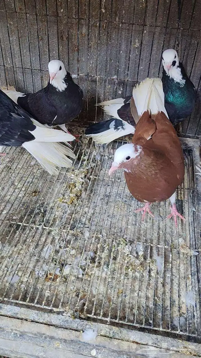 حمام الدونك 1