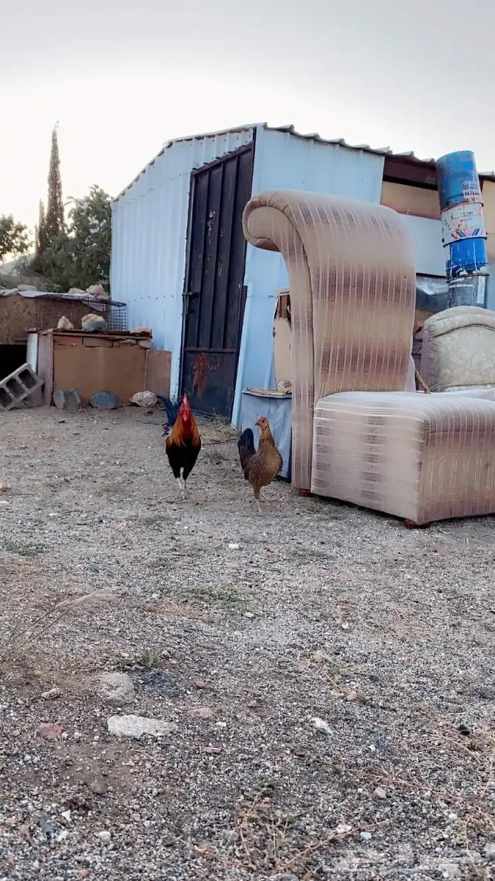 دجاج عربي اصيل 0