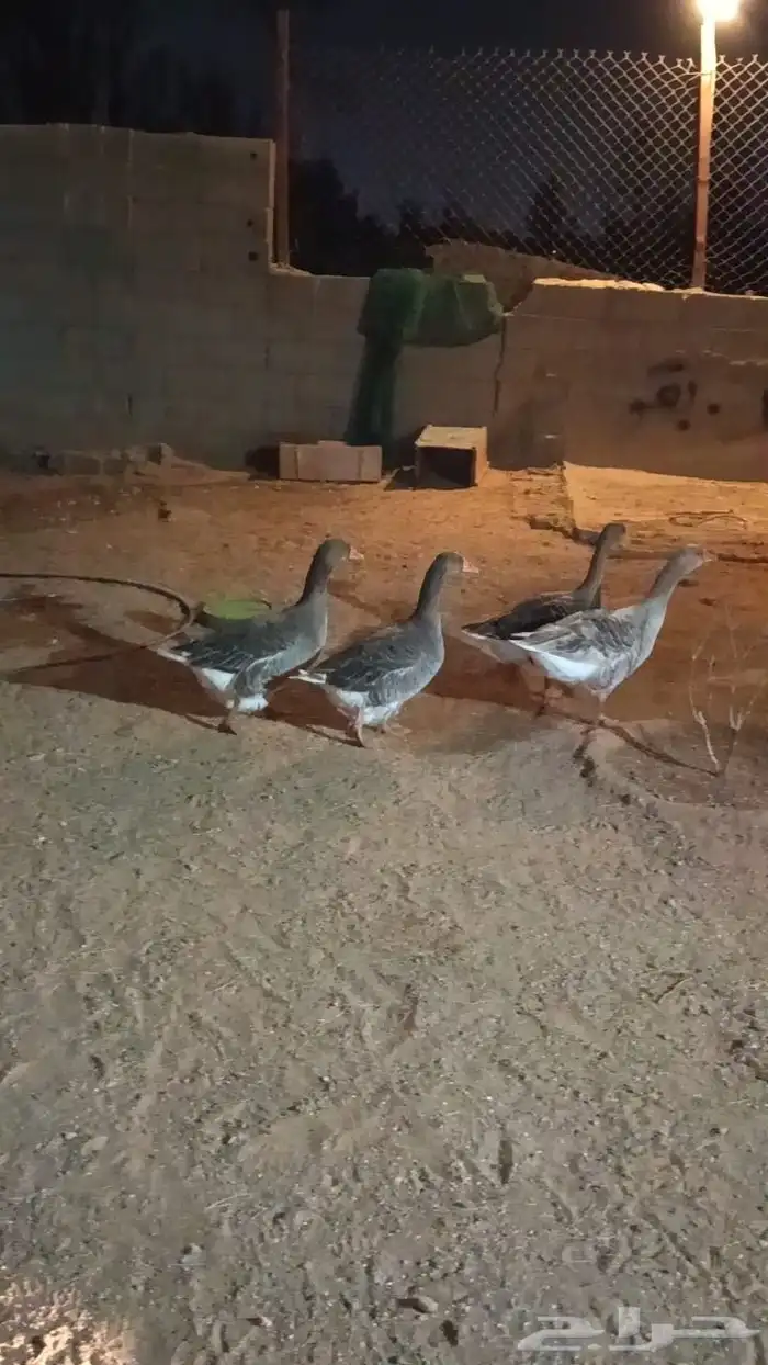 ثلاث اناثي وذكر وز بلدي 1