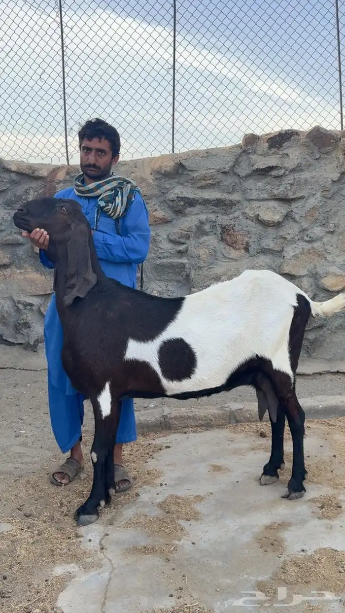 عنز باكستانيه والد 1