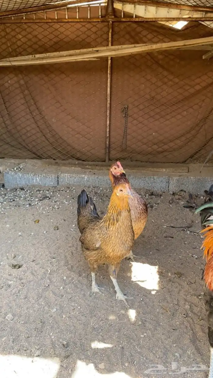 دجاج عربي اصيل 2