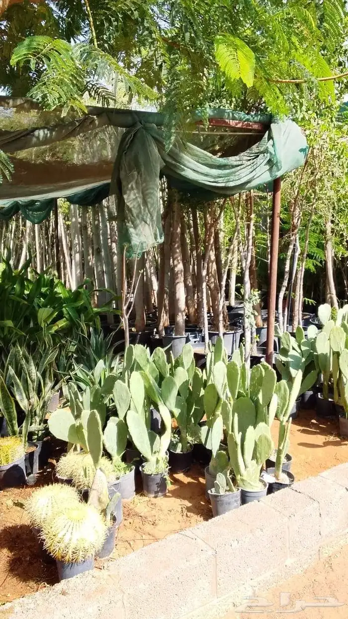 أشجار للبيع الرياض المزاحميه جو ديراب 0
