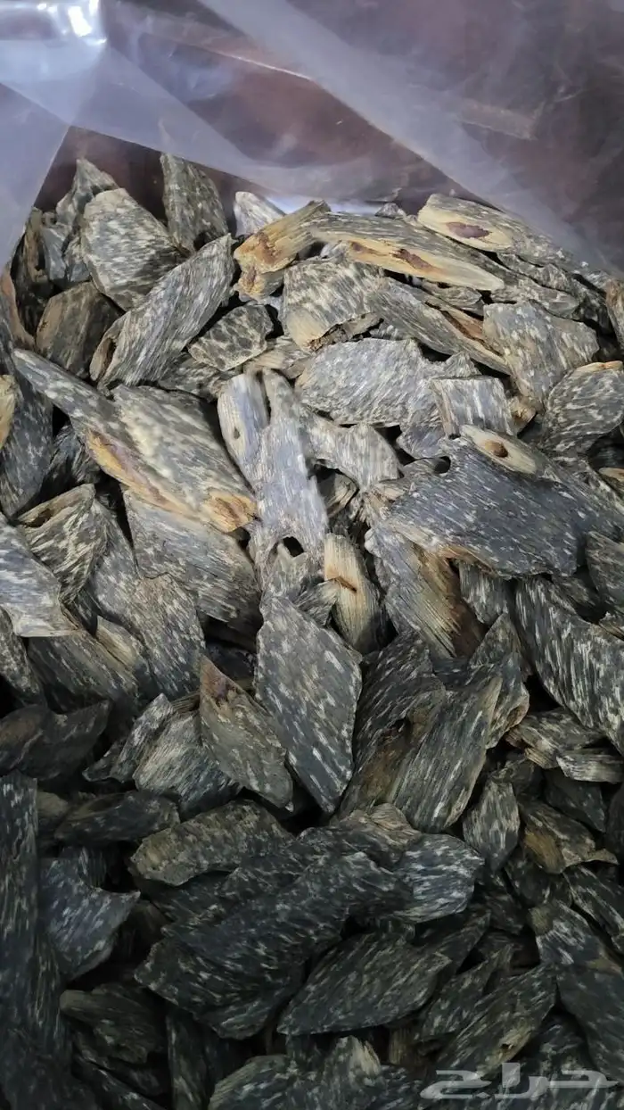 عود البنغالي الطبيعي 0