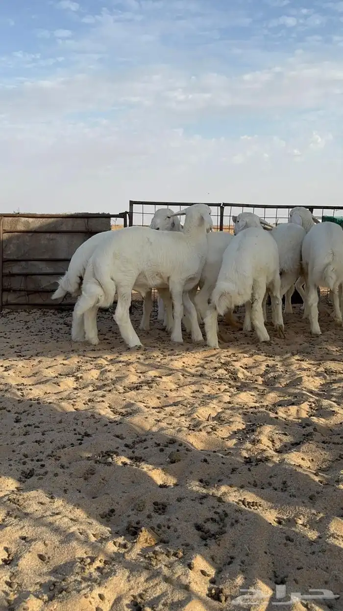 خرفان حريه شعره وجبار عمر من 3شهور ونص الي4شهور ونص 2