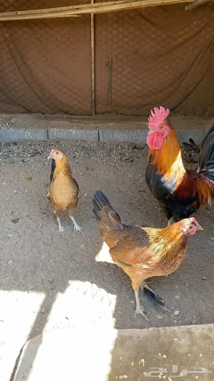 دجاج عربي اصيل 4