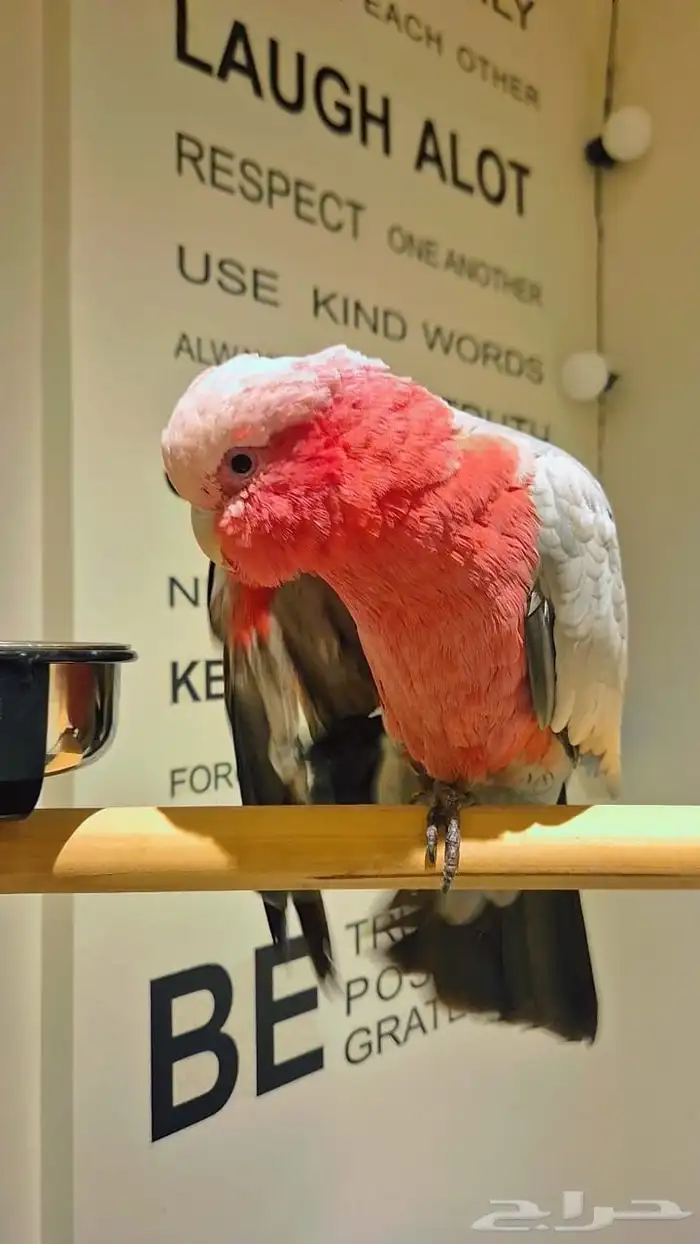 كوكاتو قالا 4