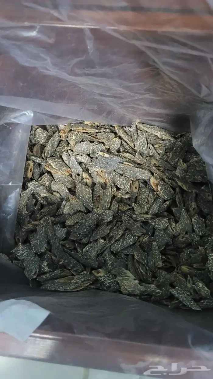 عود البنغالي الطبيعي 1