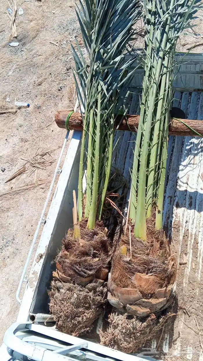 نخل للبيع برحي وسكري خلاص روثانه عجوه نخل الطايف جده مكه 3