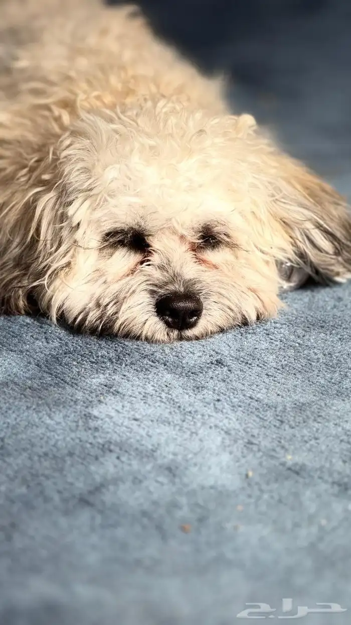 كلب مالتيبو 0