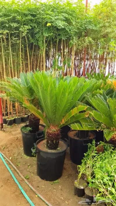 أشجار للبيع الرياض المزاحميه جو ديراب index