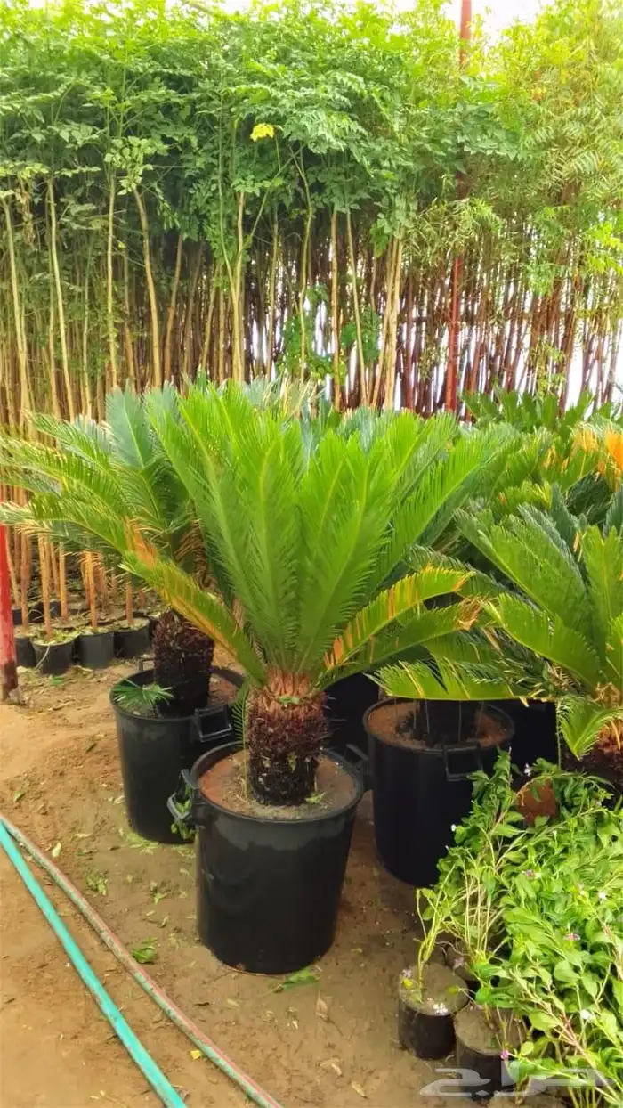 أشجار للبيع الرياض المزاحميه جو ديراب 4