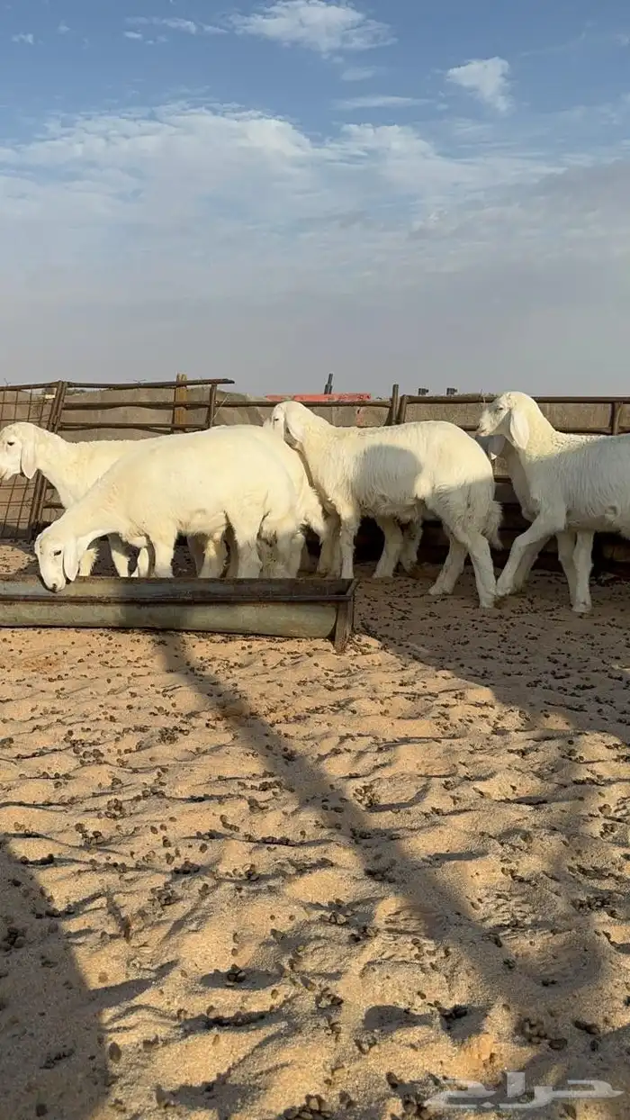 خرفان حريه شعره وجبار عمر من 3شهور ونص الي4شهور ونص 0