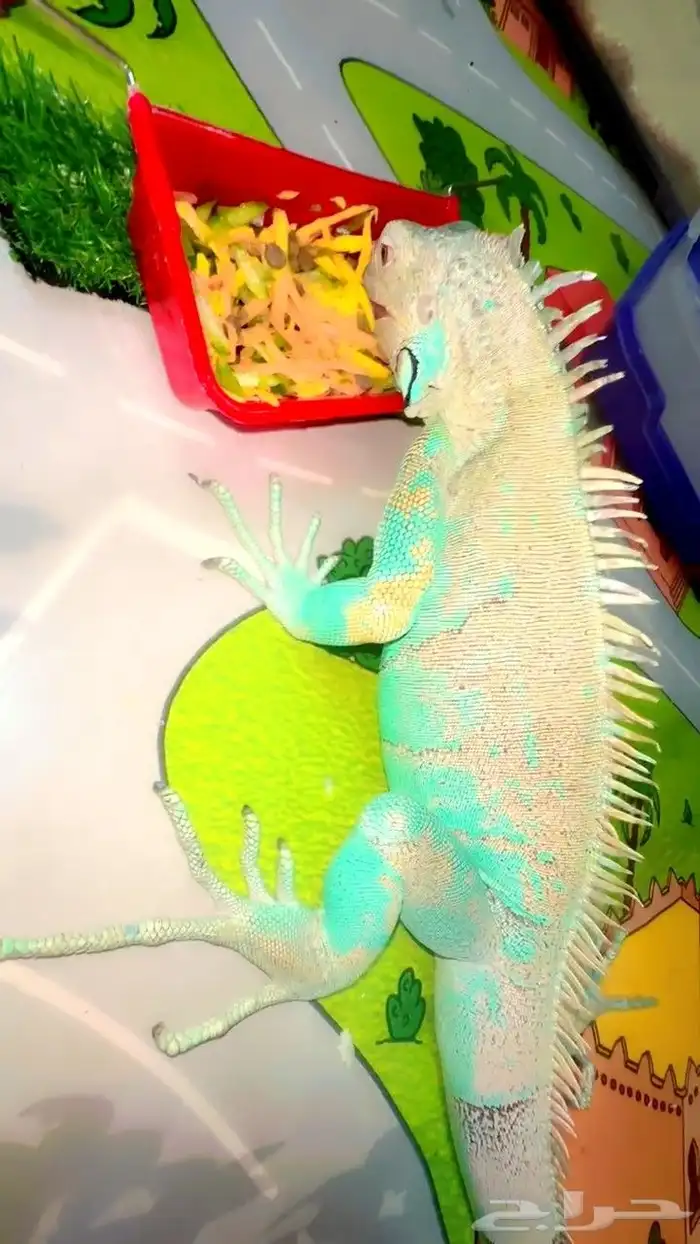 لمحبي النوادر للبيع اقوانا زرقاء 0