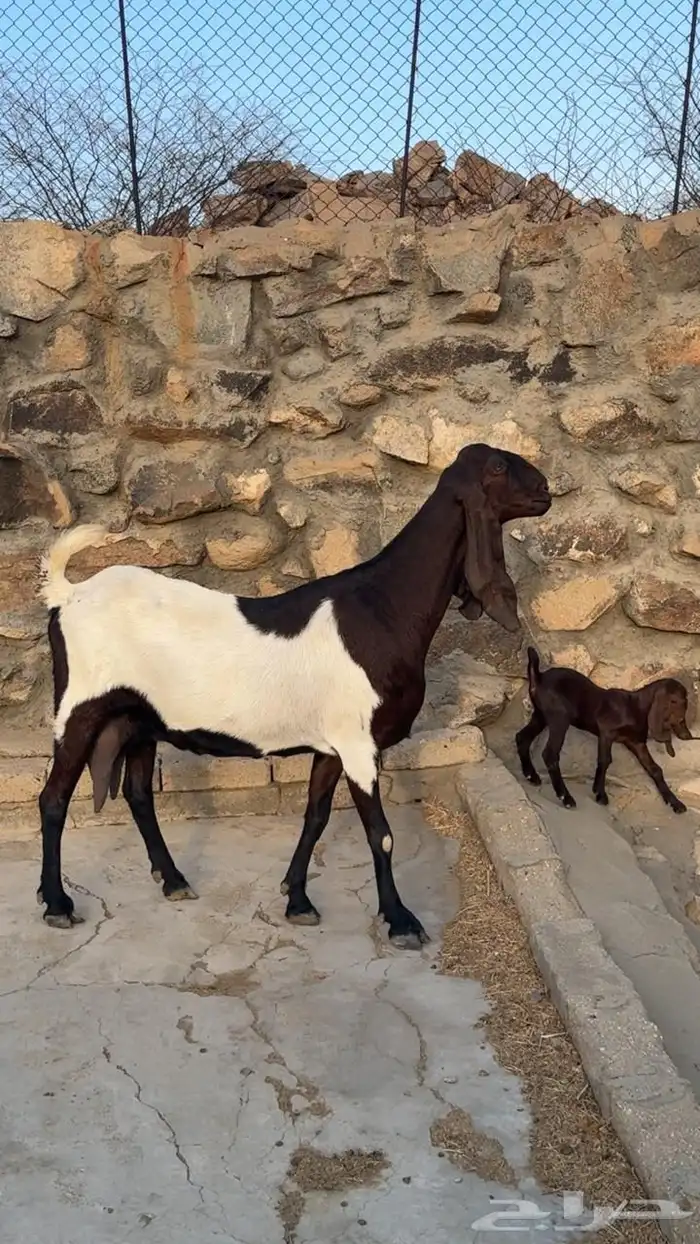 عنز باكستانيه والد 2