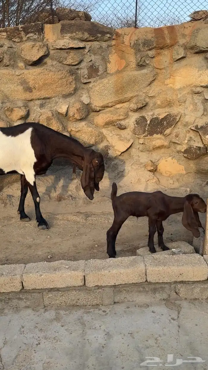 عنز باكستانيه والد 4