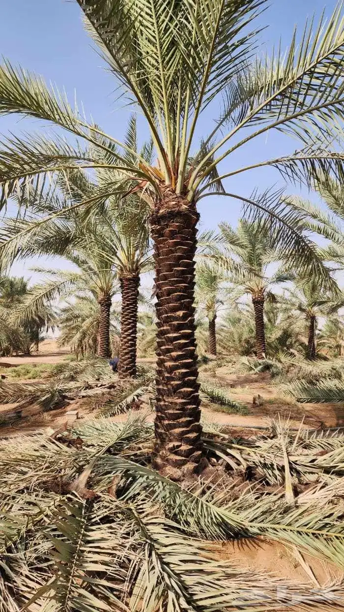 نخيل عربي واشنطني وملوكي وجميع المقاسات في انحاء المملكه 4