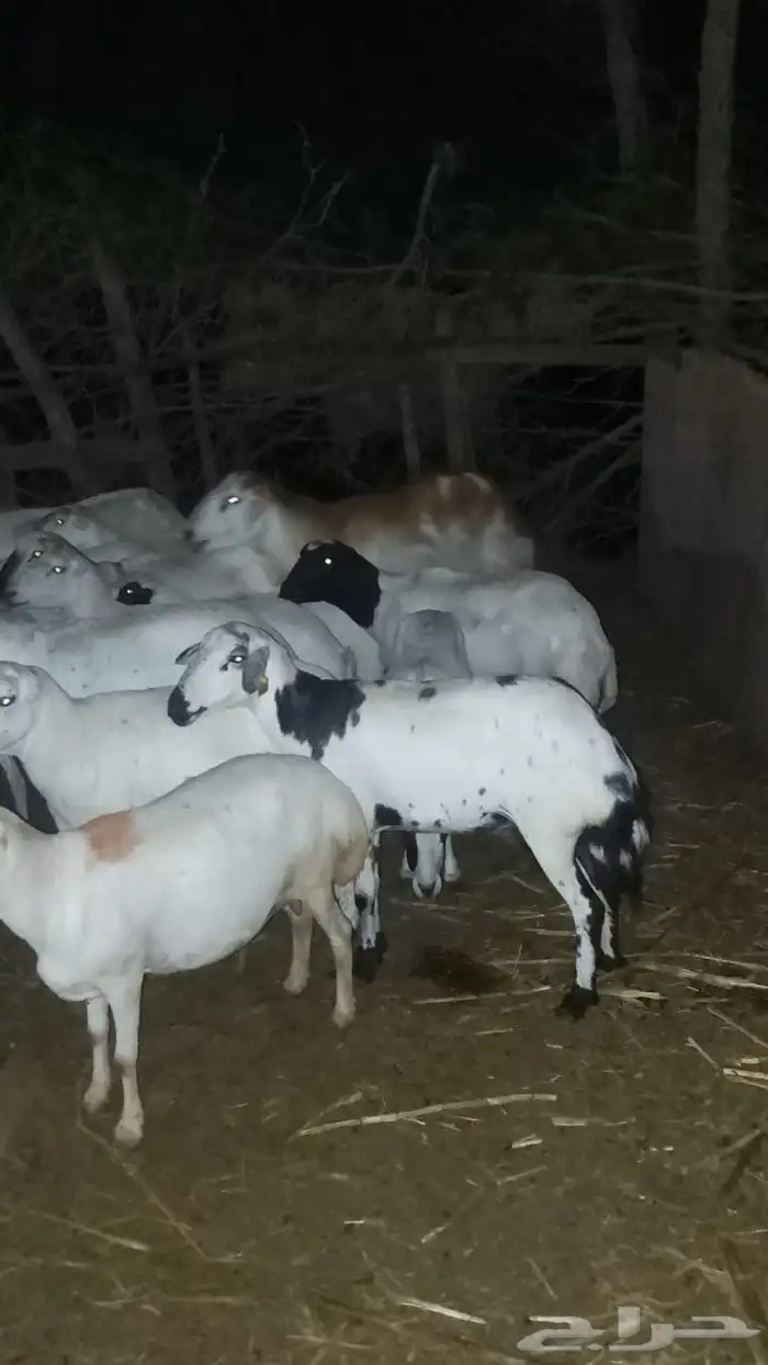 ضان رفيديات العدد 90 منهم 10 ولدت والباقي قرايب دفيع على شرط 9