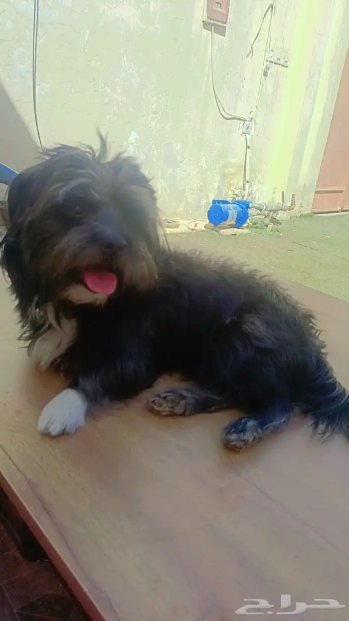 كلب مالتيز جميل ولعوب جدا واجتماعي لبيع بسعر رمزي جدا 7