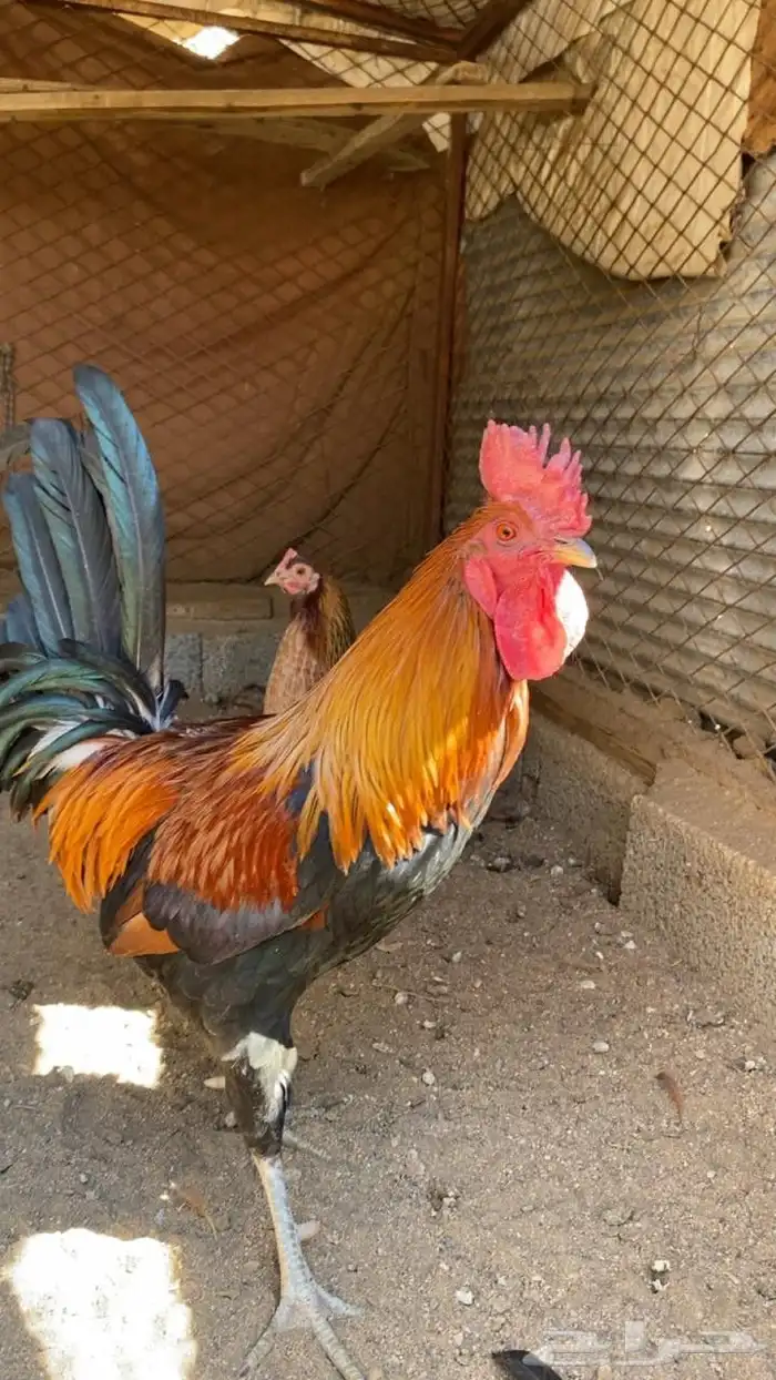 دجاج عربي اصيل 5