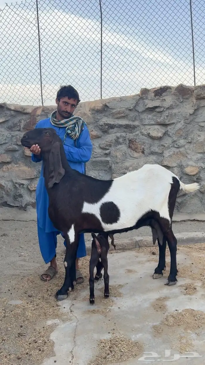 عنز باكستانيه والد 0