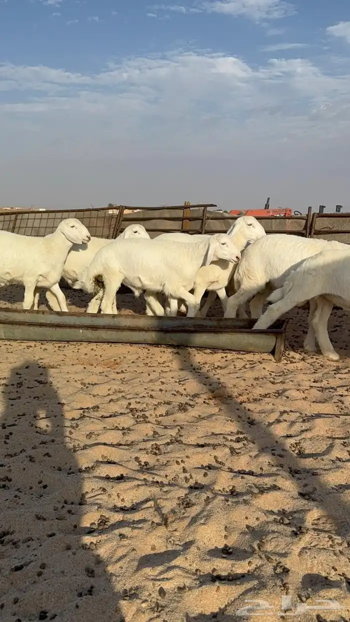 خرفان حريه شعره وجبار عمر من 3شهور ونص الي4شهور ونص 4