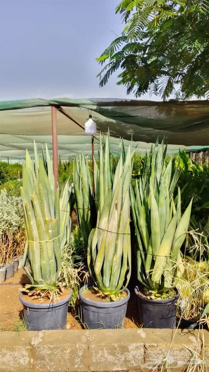 أشجار للبيع الرياض المزاحميه جو ديراب 1