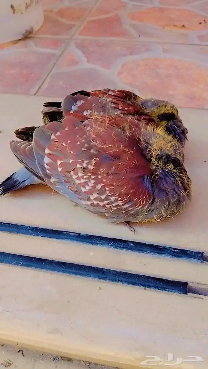 يمام بوجفن الفريقي 0