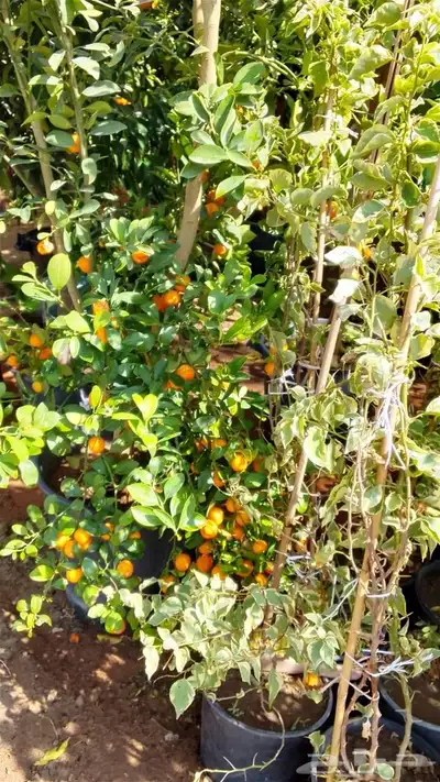 أشجار للبيع الرياض المزاحميه جو ديراب index