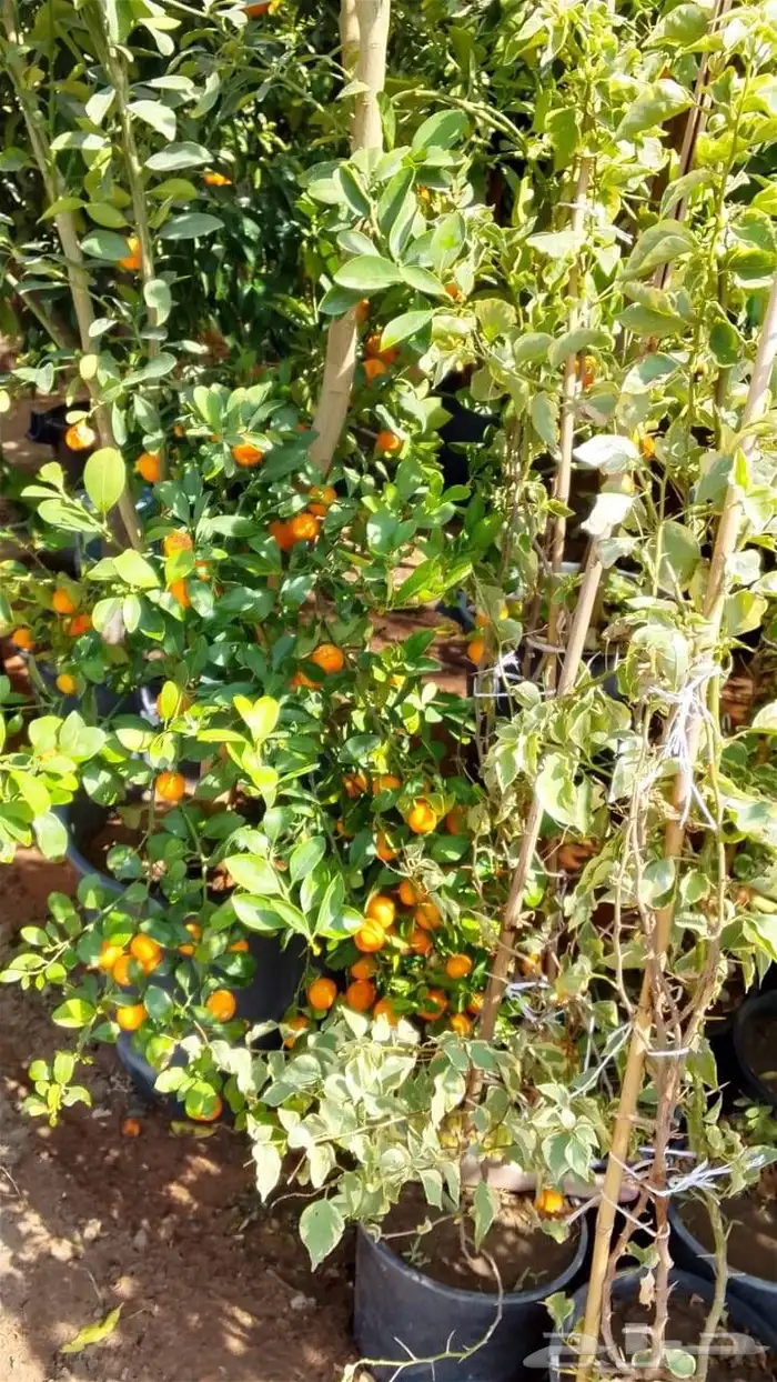 أشجار للبيع الرياض المزاحميه جو ديراب 3