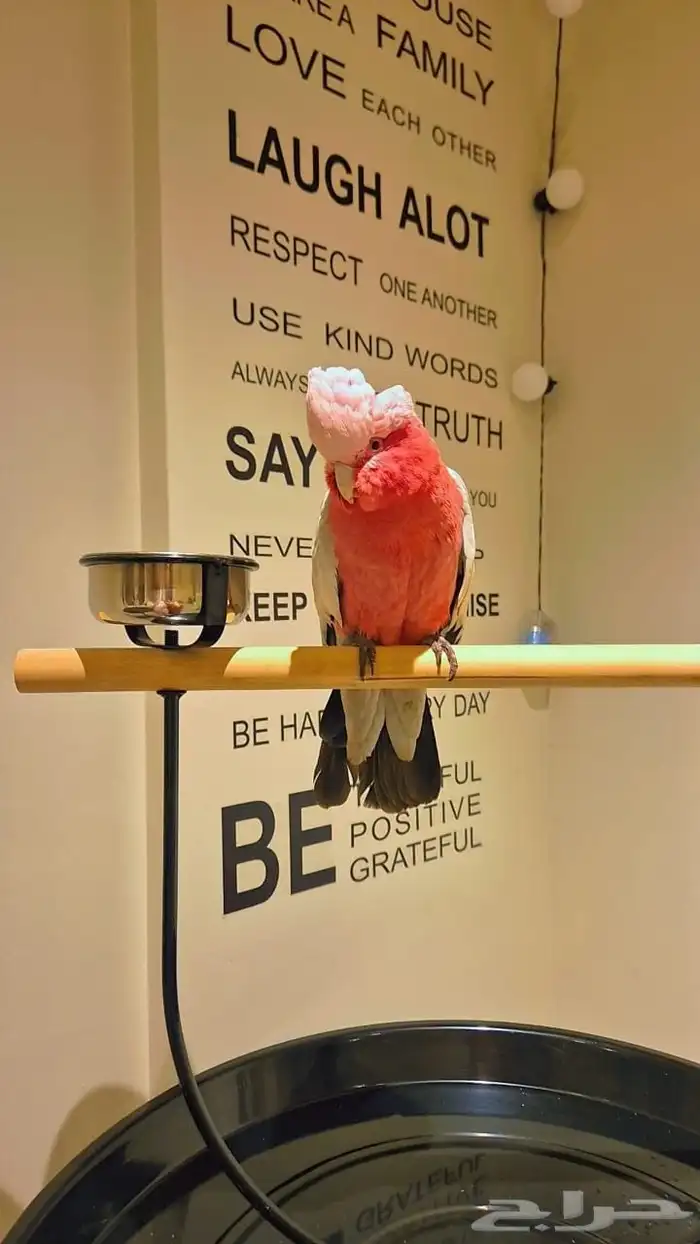 كوكاتو قالا 2