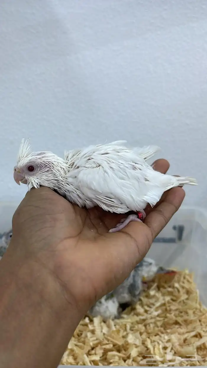 فروخ كنيور وكروان تقبل الغر بسهوله وحجم يملي العين 5