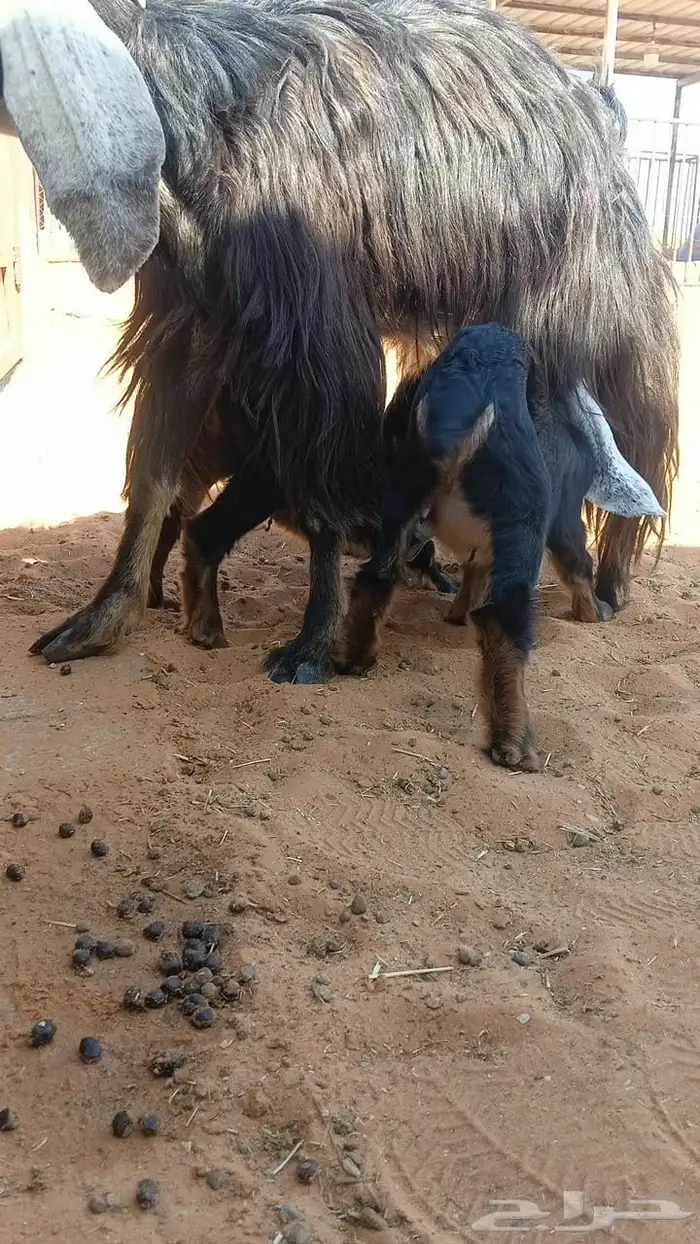 معزا خلفات 6