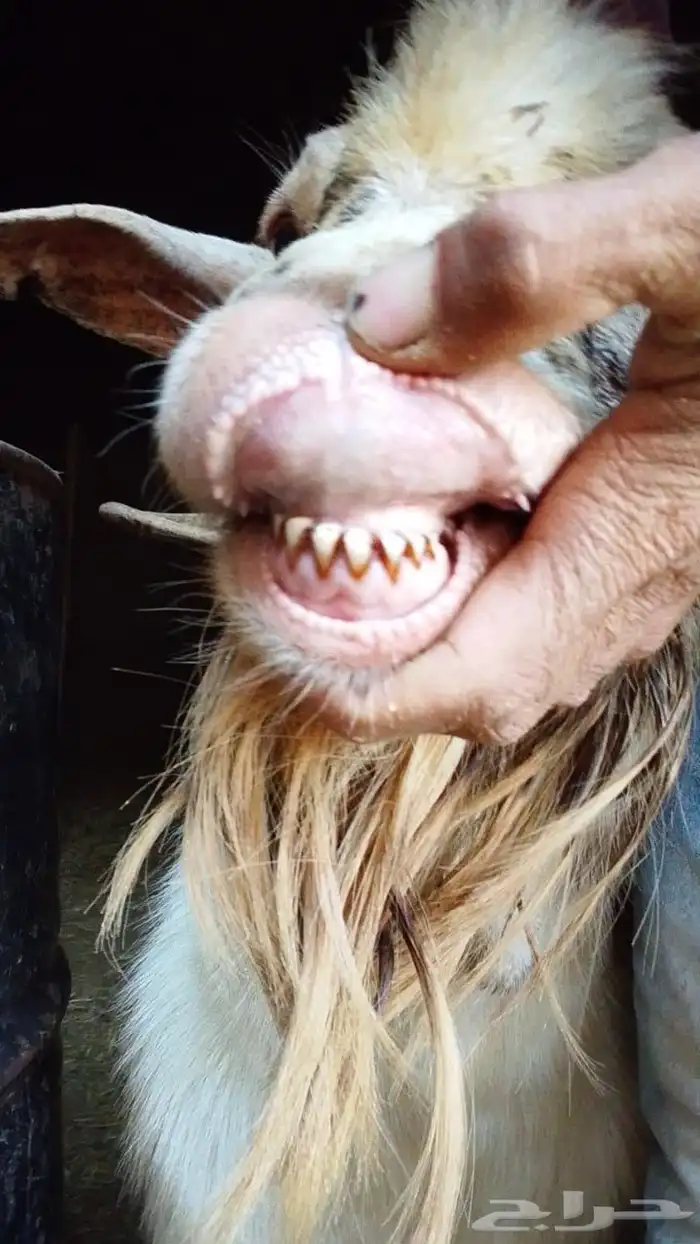 تيس فحل مشروط 4