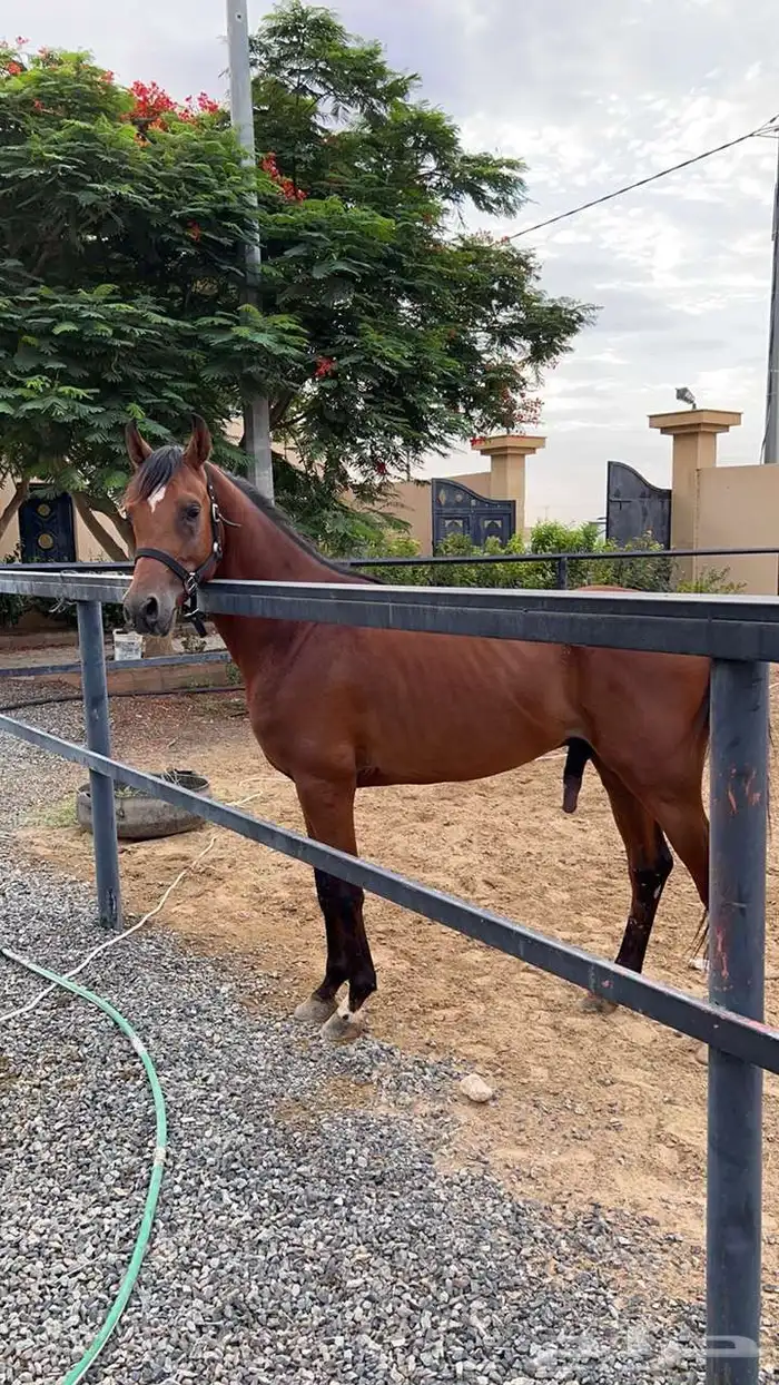 حصان عربي اصيل للبيع كفو ومعسوف لباقي المقاطع تواصل وتساب 0