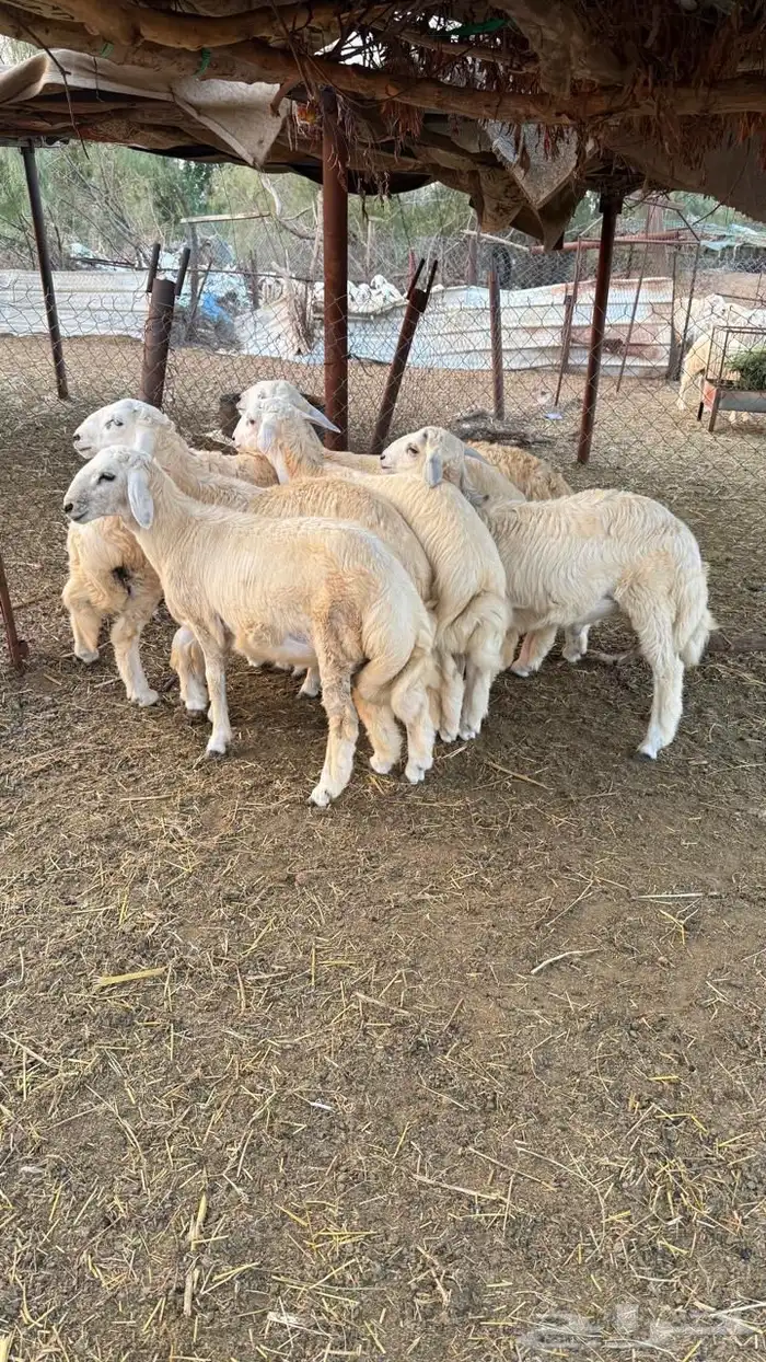 طليان حري ذبايح طيبه للبيع 2