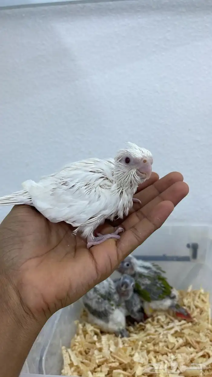 فروخ كنيور وكروان تقبل الغر بسهوله وحجم يملي العين 4