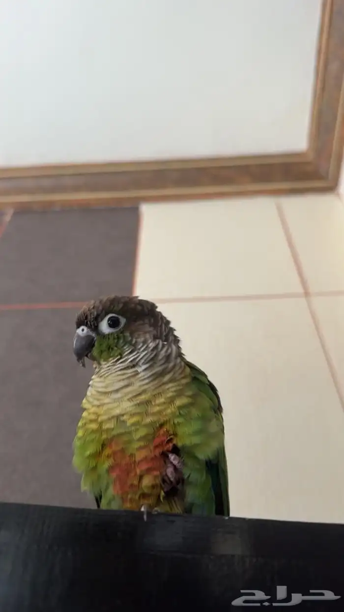 كنيور مفقود بالطائف 0