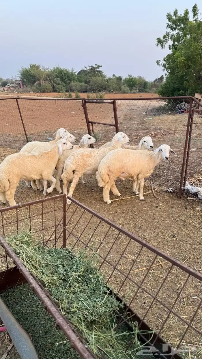 طليان حري ذبايح طيبه للبيع 0