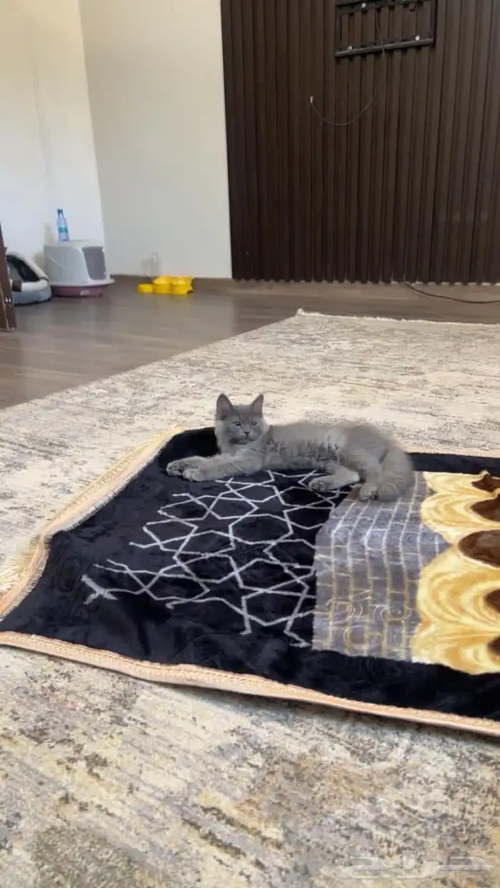 قطوه شيرازي انثى عمره 3 اشهر 0